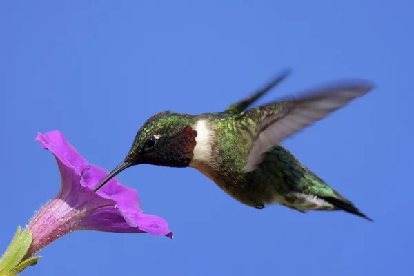 Male Ruby-throated Hummingbird (archilochus colubris) — Stock Photo, Image