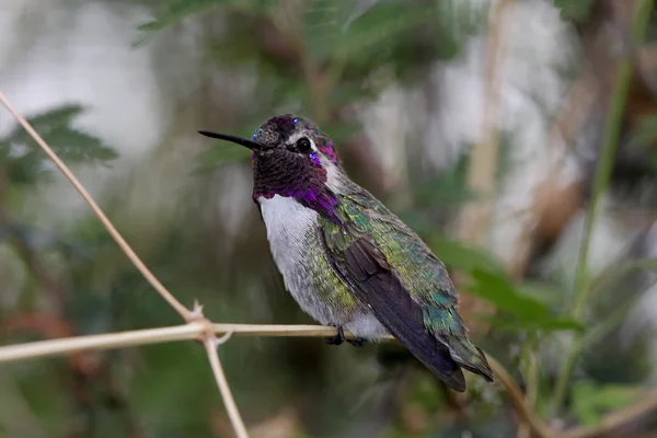 Hummingbird mężczyzna Costa (Calypte costae) — Zdjęcie stockowe