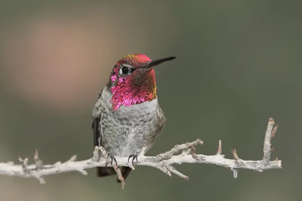 Annáš Hummingbird (calypte anna) — Stock fotografie