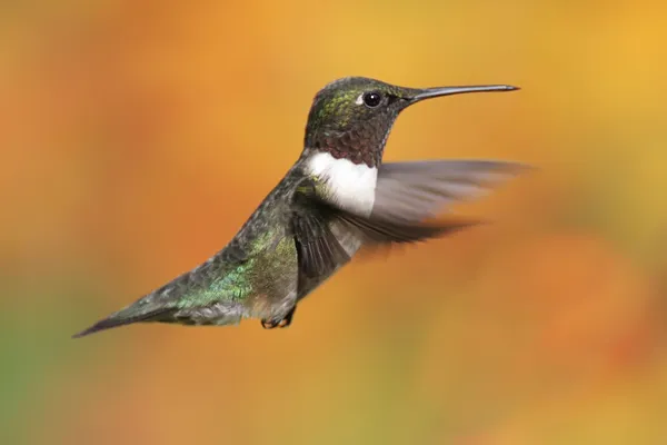 Ruby-hrdlo kolibřík v letu — Stock fotografie