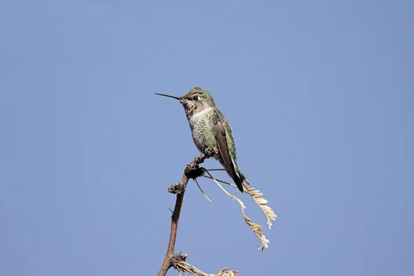 Annas Hummingbird (säv. ) — kuvapankkivalokuva