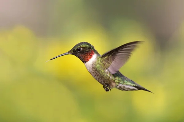 Рубиногорлый колибри у кормушки — стоковое фото