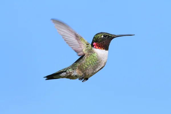 Manlig ruby - Vitstrupig hummingbird — Stockfoto