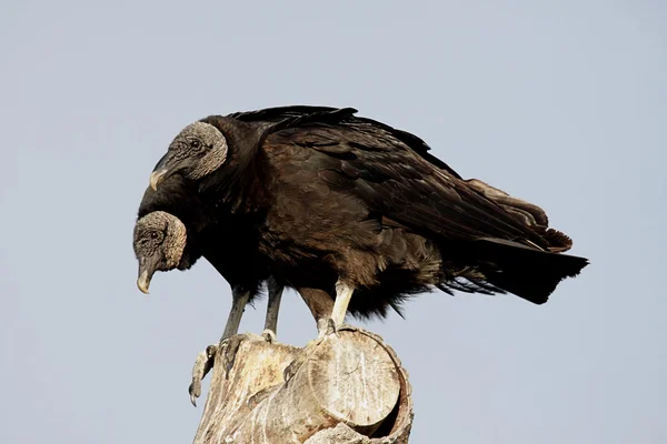 Par de abutres negros — Fotografia de Stock