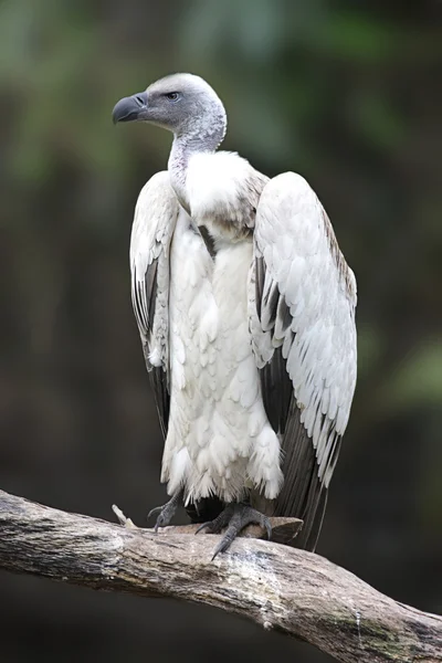 Avvoltoio del Capo Grifone (Gyps coprotheres ) — Foto Stock
