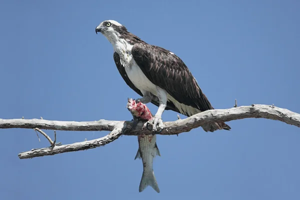Osprey Pandion haliaetus — Stok fotoğraf