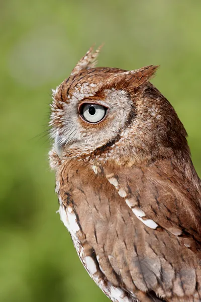 stock image Eastern Screech-Owl (Megascops asio)