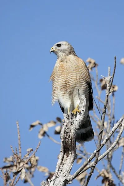Red-shouldered Hawk (Buteo lineatus) — Stock Photo, Image