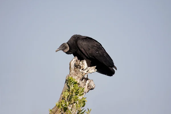 栖的黑秃鹫 — 图库照片