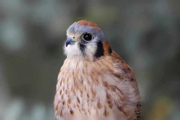 Amerikansk tornfalk (Falco sparvfalken) — Stockfoto