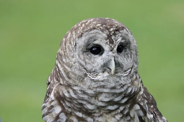 Utesluten Owl (Strix varia) — Stockfoto