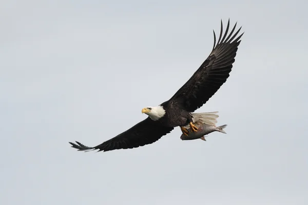 Bald Eagle (haliaeetus leucocephalus) — Stock Photo, Image