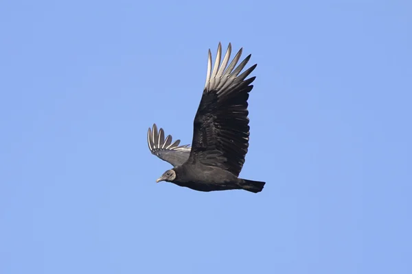 Zwarte gier tijdens de vlucht — Stockfoto