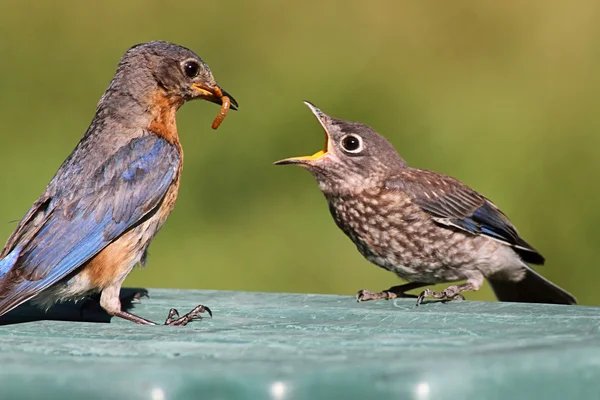 Feminino Oriental Bluebird alimentando um bebê — Fotografia de Stock