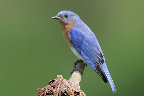 Bluebird en un muñón — Foto de Stock