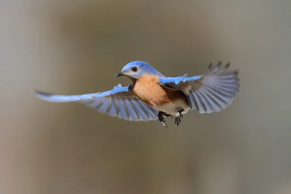 Modrého ptáka v letu — Stock fotografie