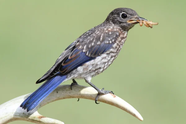 Bambino uccello azzurro orientale — Foto Stock