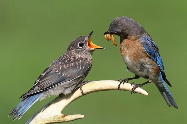 Female Eastern Bluebird Feeding A Baby — Stock Photo, Image
