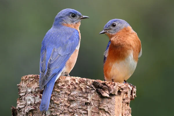 동부 쪽 파랑 새의 쌍 — 스톡 사진