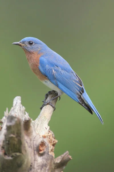 Male Eastern Bluebird (Sialia sialis) — Stock Photo, Image