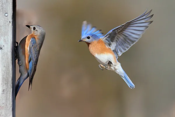 Пара Bluebirds — стокове фото