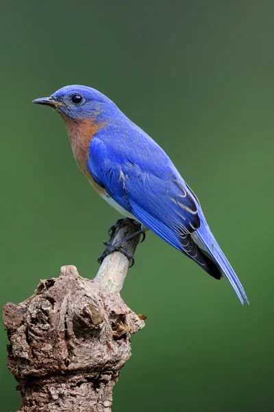 Modrý pták na pařezu — Stock fotografie
