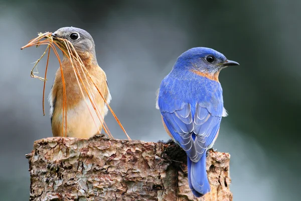 Dvojice východní modrý pták — Stock fotografie
