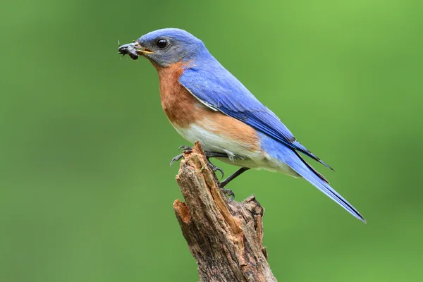 Oost bluebird — Stockfoto