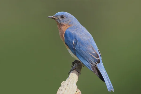Uccello azzurro orientale Sialia sialis — Foto Stock
