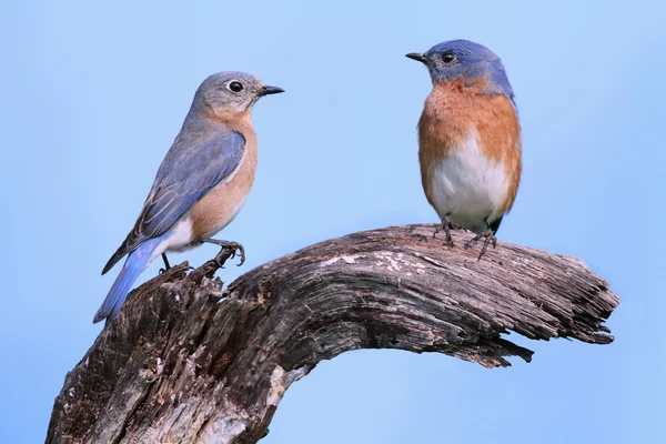 Pair of Eastern Bluebirds — Stock Photo, Image