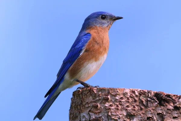 Ave azul oriental macho — Fotografia de Stock