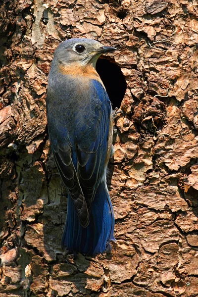 东方蓝鸟 — 图库照片