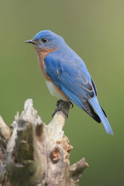 Восточная синяя птица (Sialia sialis ) — стоковое фото