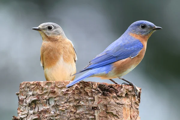 Doğu bluebird çifti — Stok fotoğraf