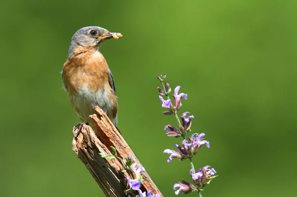 Oost bluebird met bloemen — Stockfoto