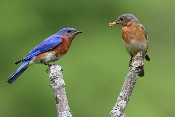 Para wschodnich ptaków niebieskich — Zdjęcie stockowe
