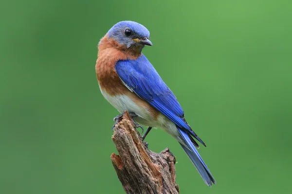 Modrý pták na pařezu — Stock fotografie