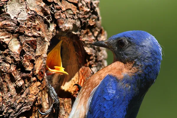Male Eastern Bluebird Feeding A Baby — Stock Photo, Image