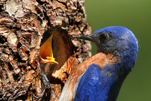 Male Eastern Bluebird Feeding A Baby