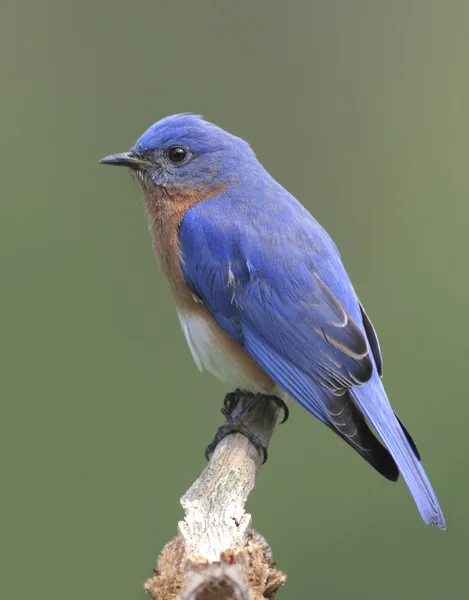 Восточная синяя птица (Sialia sialis ) — стоковое фото
