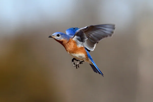 Синяя птица в полете — стоковое фото