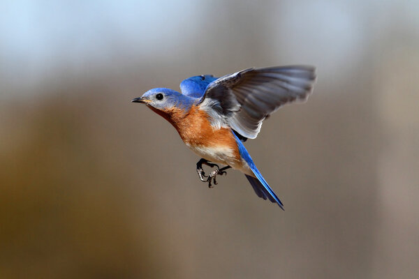 Bluebird In Flight