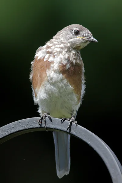 Juvenil Doğu mavi kuş (Sialia sialis) — Stok fotoğraf