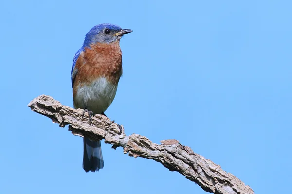 Ανατολική bluebird — Φωτογραφία Αρχείου