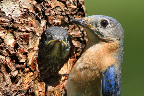 Kadın Doğu mavi kuş bebek besleme — Stok fotoğraf