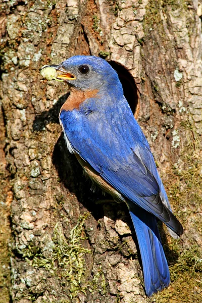 Östra bluebird — Stockfoto