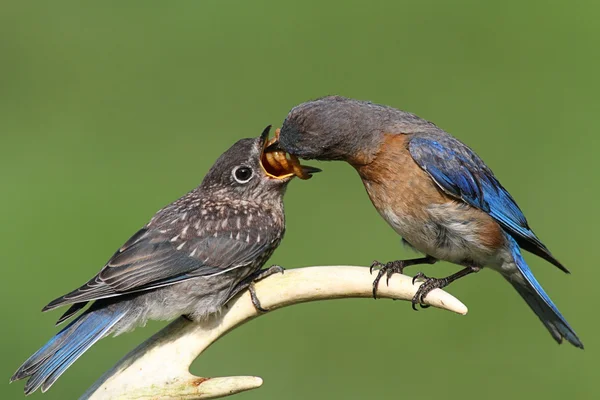 Vrouwelijke Oost bluebird voeden van een baby — Stockfoto