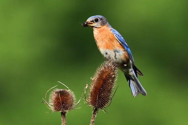 У Синій птах (Sialia sialis) на teasel заводі — стокове фото