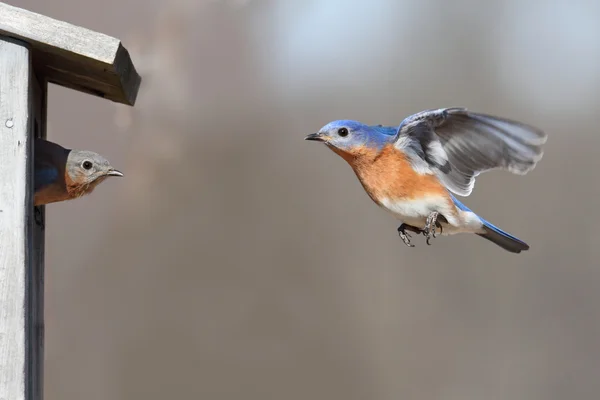 Para niebieskich ptaków — Zdjęcie stockowe
