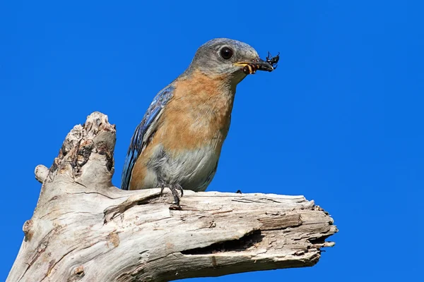 Východní modrý pták — Stock fotografie